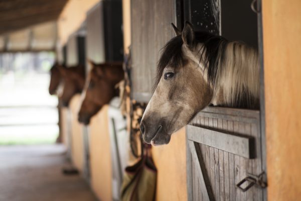 競馬中継