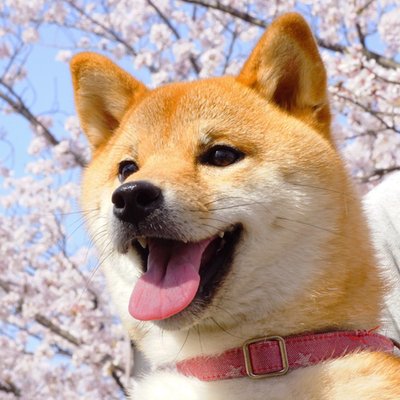 shibainukomari