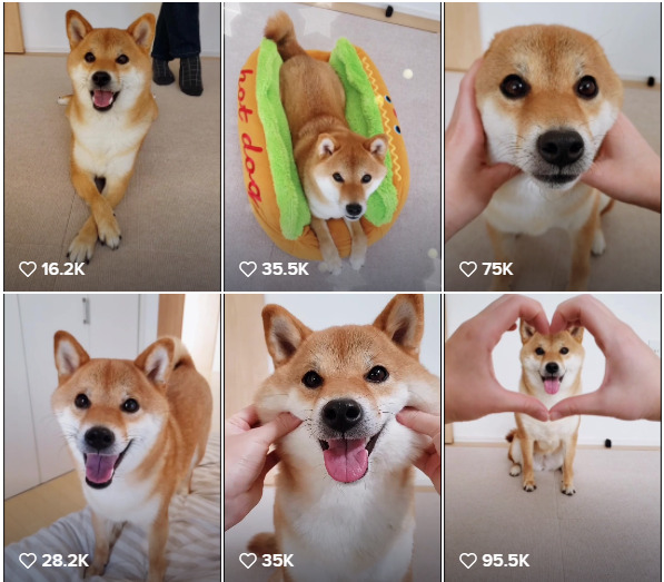 tiktok 柴犬コマリ